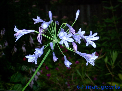 Agapanthus 'Dr Brouwer'